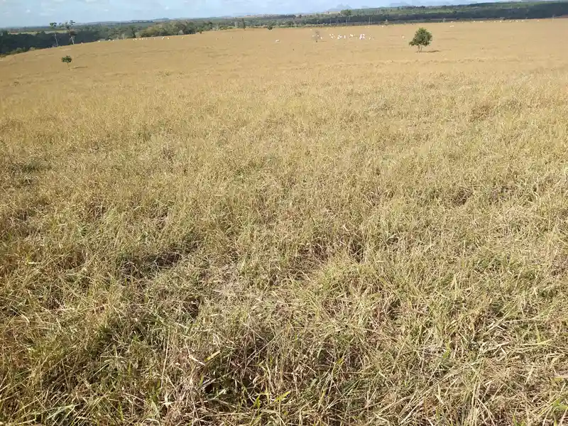 Linda Fazenda - Fazenda com uma topografia excelente, rica em água, com um aproveitamento de 90% para agricultura, como café️, mamão, maracujá, pimenta.